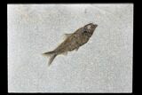 Fossil Fish (Knightia) - Green River Formation #179241-1